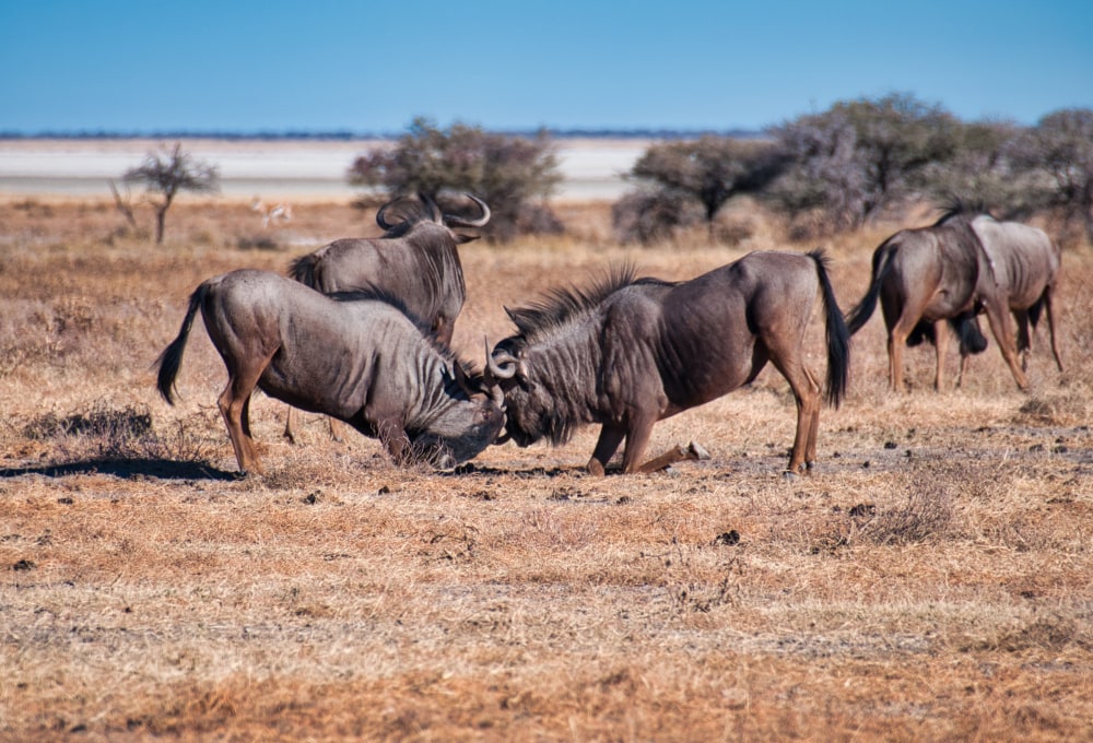 Weiterfahrt in den Etosha East